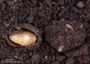 zlatohlávek tmavý (Brouci), Oxythyrea funesta, Scarabaeoidea,Cetoniidae (Coleoptera)